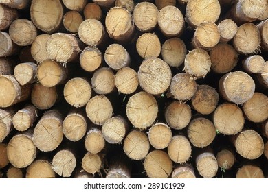 Many Big Old Pine Wood Logs Stock Photo 289101929 | Shutterstock