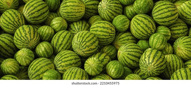Many big sweet green watermelons