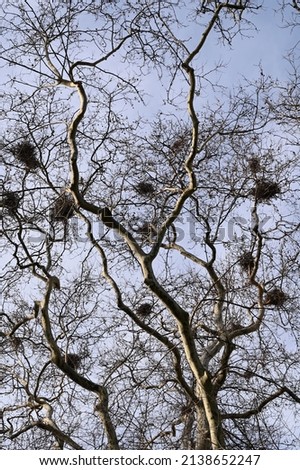 Many bird nests on the branches of leafless plane trees 