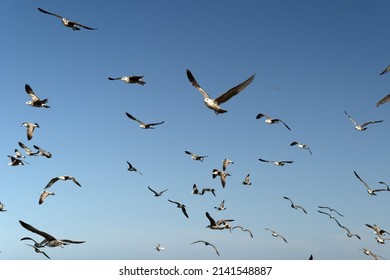 605 Ensenada beach Images, Stock Photos & Vectors | Shutterstock