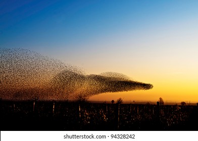 Many birds dancing like human, perfect day and perfect moment