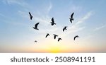 Many birds flying on dramatic sky background. 