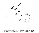Many birds flying on sky isolated on white background. 