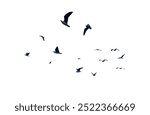 Many birds flying on sky isolated on white background. 