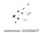 Many birds flying on sky isolated on white background. 