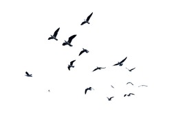 Many Birds Flying On Sky Isolated On White Background. 