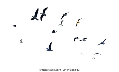 Many birds flying on sky isolated on white background.  - Powered by Shutterstock