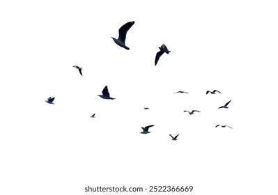 Many birds flying on sky isolated on white background. 