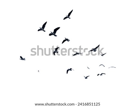 Many birds flying on sky isolated on white background. 