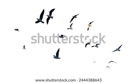 Many birds flying on sky isolated on white background. 