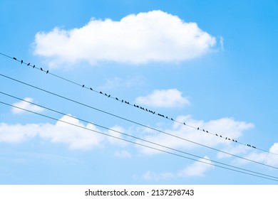 5,262 Animals waiting line Images, Stock Photos & Vectors | Shutterstock