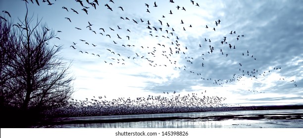 Many birds taking flight in the early morning light during snow goose blast off