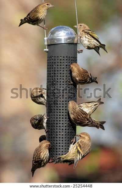 Many Birds Tubular Bird Feeder Picture Stock Photo Edit Now 25254448