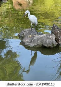 Many Birds In The Zoom