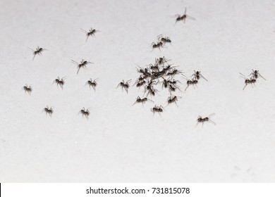 many black ants with food