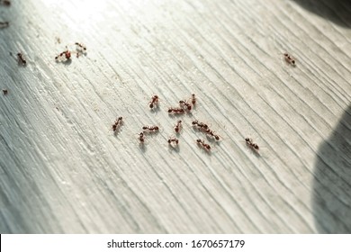 Many Black Ants On Floor At Home. Pest Control