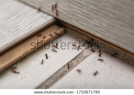 Many black ants on floor at home. Pest control