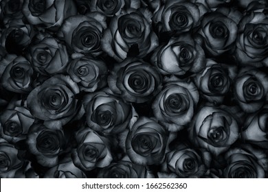 Black Roses Images, Stock Photos & Vectors | Shutterstock