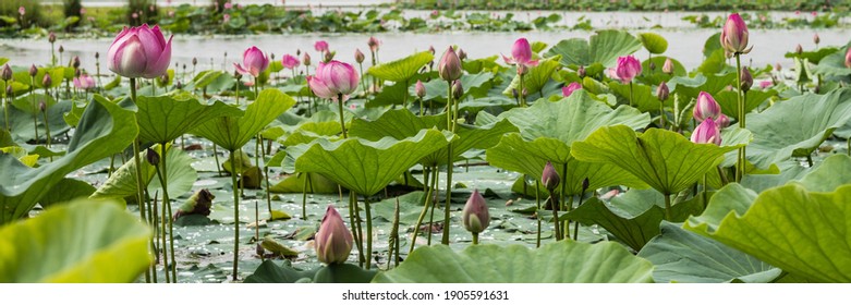 Many blooming lotuses on the lake in the Khabarovsk territory. The lake of lotuses. Panoramic shot of lotuses on the lake.