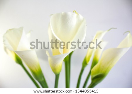 Many blooming white callas flowers close up with copy space. White background