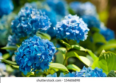 Many Blue Hydrangea Flowers Growing In The Garden, Floral Background