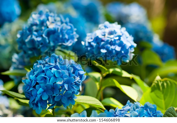 Many blue hydrangea flowers growing in the garden, floral background