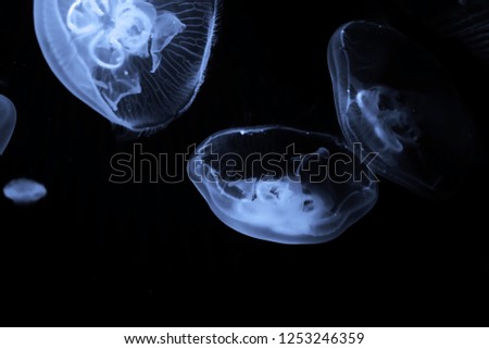 Similar – Image, Stock Photo Under the sea… Sea water