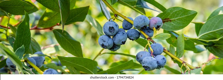 Many blueberry and green leaves on a branch in the summer garden, close up. Ripe blueberries  banner - Powered by Shutterstock