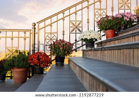 Many bright colorful chrysanthemum flowers in pot stand yard staircase near railings against sunset warm sky. Seasonal fall house outdoor floral ouside decoration. Ornamental gardening design outdoor