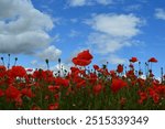 many bright red bloom of Papaver rhoeas, with common names including common poppy, or corn poppy, or corn rose, or field poppy, or red poppy on the green field 