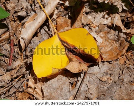 Many brown dried leafs and a dark yellow drying dead leaf. 