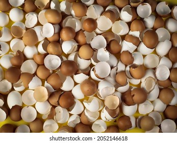 Many Brown And White Eggshell 