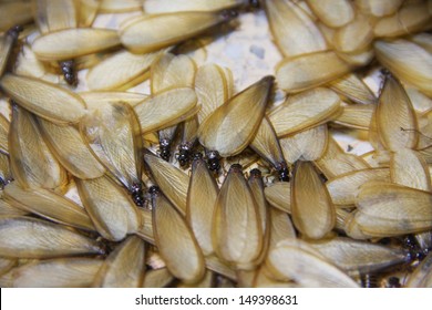 Many Of Brown Winged Termite On Floor 