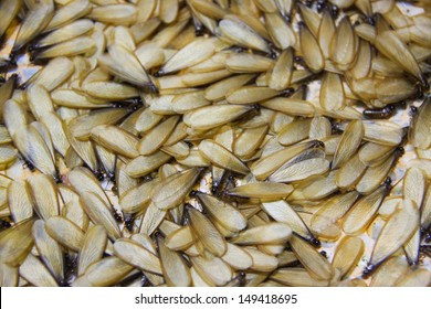 Many Of Brown Winged Termite On Floor 