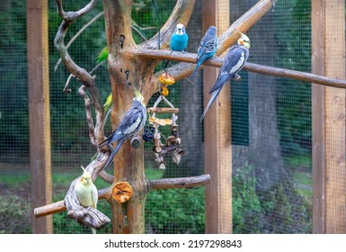 Many Budgerigars In An Aviary