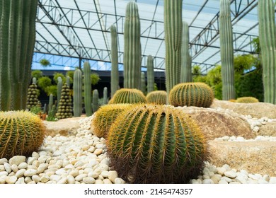 Many Cactus In Drought Area With Rock Garden And Open Space With . Cactus Have Thorn For Reduce Dehydration So It Is Succulent Plant With Stone In The Building At Park And Sunlight.