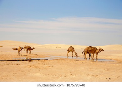 Many Camels In Sahara Desert Drink Water From Puddle Under Hot Sun