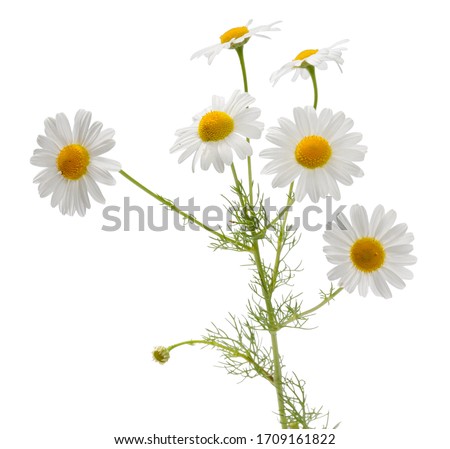 Many camomile flowers and leaves on one stalk isolated on white background