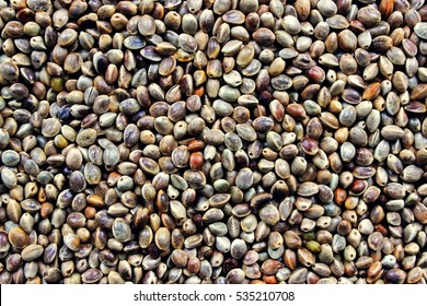 Many Cannabis Seeds