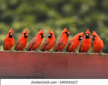 Many Cardinals On The Fence
