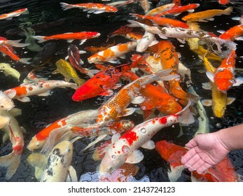 Many carp fish crowded of carp fish eating on hand in the surface of the water. Colorful koi carps in pond background.