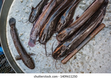 Many Catfish Sell In The Fish Market, Thailand
Catfishes Waiting Someone Choose For Make Merit  By Release In The River Or Killed To Make Food.
