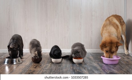 Many Cats AMany Cats And Dogs Eat Pet Food From Bowls