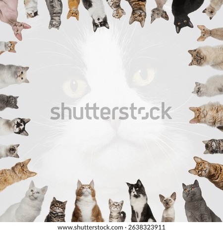 Many cats of different breeds creating a frame by looking at a big white cat face