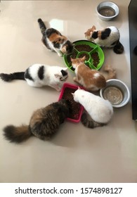 Many Cats Are Eating Food.