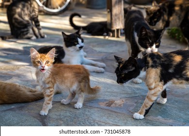 Many Cats Feeding In A Backyard