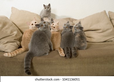 Many Cats Sit On A Couch And Looking Up