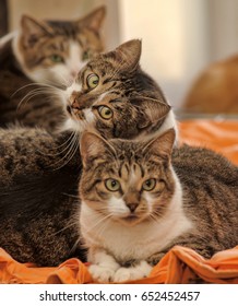 Many Cats Together Indoors Shelter.