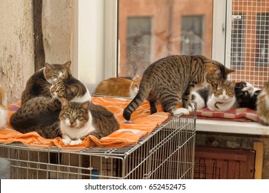 Many Cats Together Indoors Shelter.