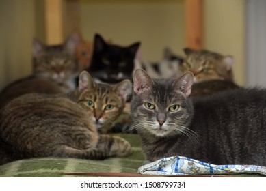 Many Cats Together Lies In An Animal Shelter